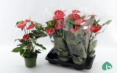 Anthurium Oklahoma 17Ø 55cm