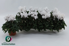 Cyclamen Super Serie Allure 10Ø 20cm