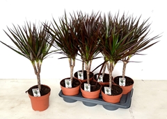 Dracaena Magenta 17Ø 75cm