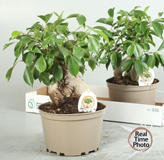 Ficus Microcarpa Ginseng 20Ø 40cm