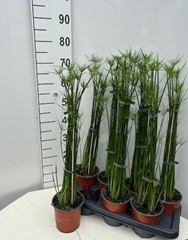 Cyperus Haspan 14Ø 65cm