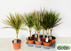 Dracaena Mix 3 Pieces 17Ø 70cm