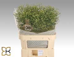 Limonium Sinense China Lemon 80cm 35gr.