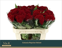Celosia Reprise Velvet 60cm