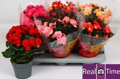 Begonia Double Mix 14Ø 35cm