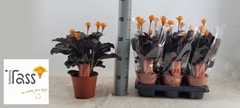 Calathea Crocata 14Ø 35cm