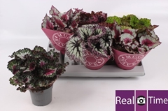 Begonia Leaf Beleaf Mix 13Ø 25cm