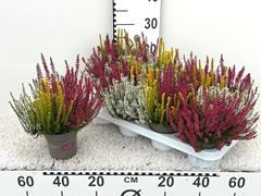Calluna Garden Girls Trio Girls 11Ø 25cm