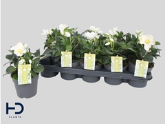 Helleborus Advent Star 12Ø 28cm