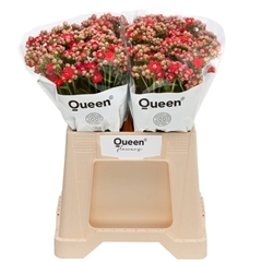 Kalanchoe Pretty Red Meadow 40cm