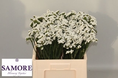 Limonium Sinuatum Silvery Sun Birds 45cm 10gr.