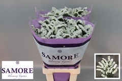 Limonium Sinuatum Silvery Sun Birds 60cm 25gr.