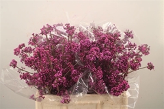 Callicarpa Bodinieri Profusion 70cm
