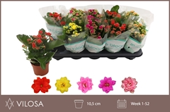 Kalanchoe Double Mix 10Ø 23cm