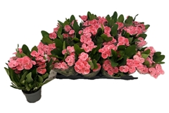 Euphorbia Charlotte 10Ø 32cm