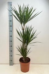 Dracaena 21Ø 115cm