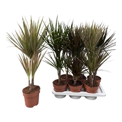 Dracaena Mix 3 Pieces 17Ø 75cm