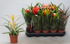 Bromelia Mix 12Ø 35cm