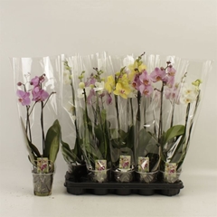 Phalaenopsis Mix 12Ø 60cm 2st