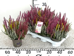 Calluna Garden Girls Smixies Mix In Pot 11Ø 25cm