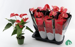 Anthurium Michigan 14Ø 55cm