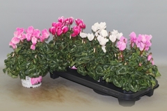 Cyclamen Super Serie Xl 13Ø 30cm