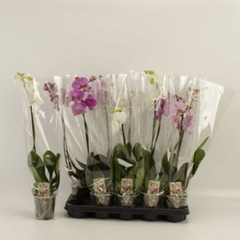 Phalaenopsis Mix 12Ø 60cm 1st