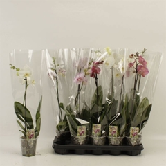 Phalaenopsis Mix 12Ø 60cm 1st