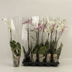 Phalaenopsis Mix 12Ø 70cm 1st