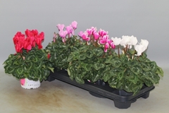 Cyclamen Super Serie Xl 13Ø 30cm