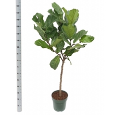 Ficus Lyrata 27Ø 140cm