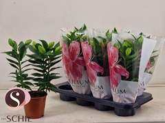Lily Oriental Reeleeze 13Ø 40cm