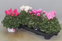 Cyclamen Super Serie Xl 13Ø 30cm