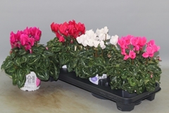 Cyclamen Super Serie Xl 13Ø 30cm