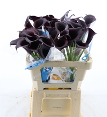 Zantedeschia Odessa 55cm