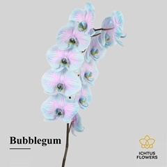 Phalaenopsis Painted Bubblegum 75cm 9+