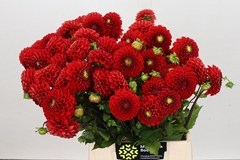 Dahlia Salsa 52cm