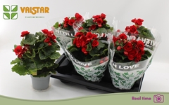 Begonia Double Baladin 13Ø 35cm