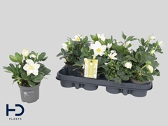 Helleborus Advent Star 9Ø 17cm