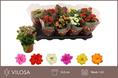 Kalanchoe Double Mix 10Ø 23cm
