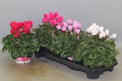 Cyclamen Super Serie Xl 13Ø 30cm
