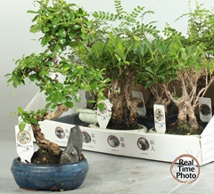 Bonsai Mix 16Ø 30cm