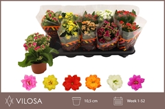 Kalanchoe Double Mix 10Ø 23cm