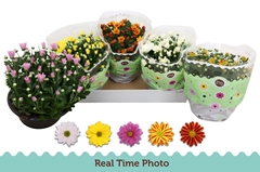 Chrysanth Mix 5 Colours 23Ø 25cm