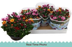 Chrysanth Mount Aubisque Mix 23Ø 27cm