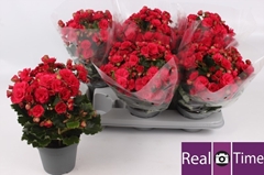 Begonia Double Grace 14Ø 35cm