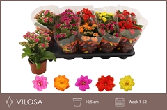 Kalanchoe Double Mix 10Ø 23cm