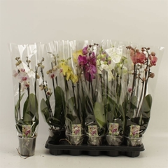 Phalaenopsis Mix 12Ø 60cm 4st