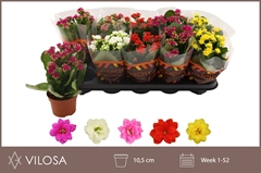 Kalanchoe Double Mix 10Ø 23cm