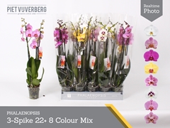 Phalaenopsis Mix 8 Colours 12Ø 65cm 3st